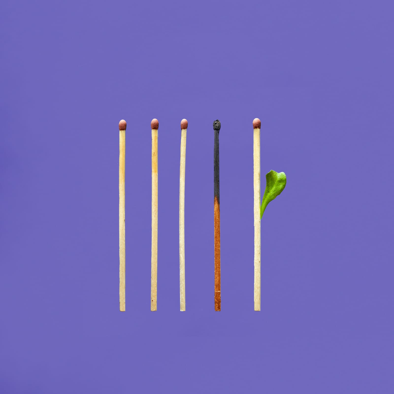 Five matchsticks on a purple background. One is burnt, and another has a green leaf instead of a match head, suggesting renewal.